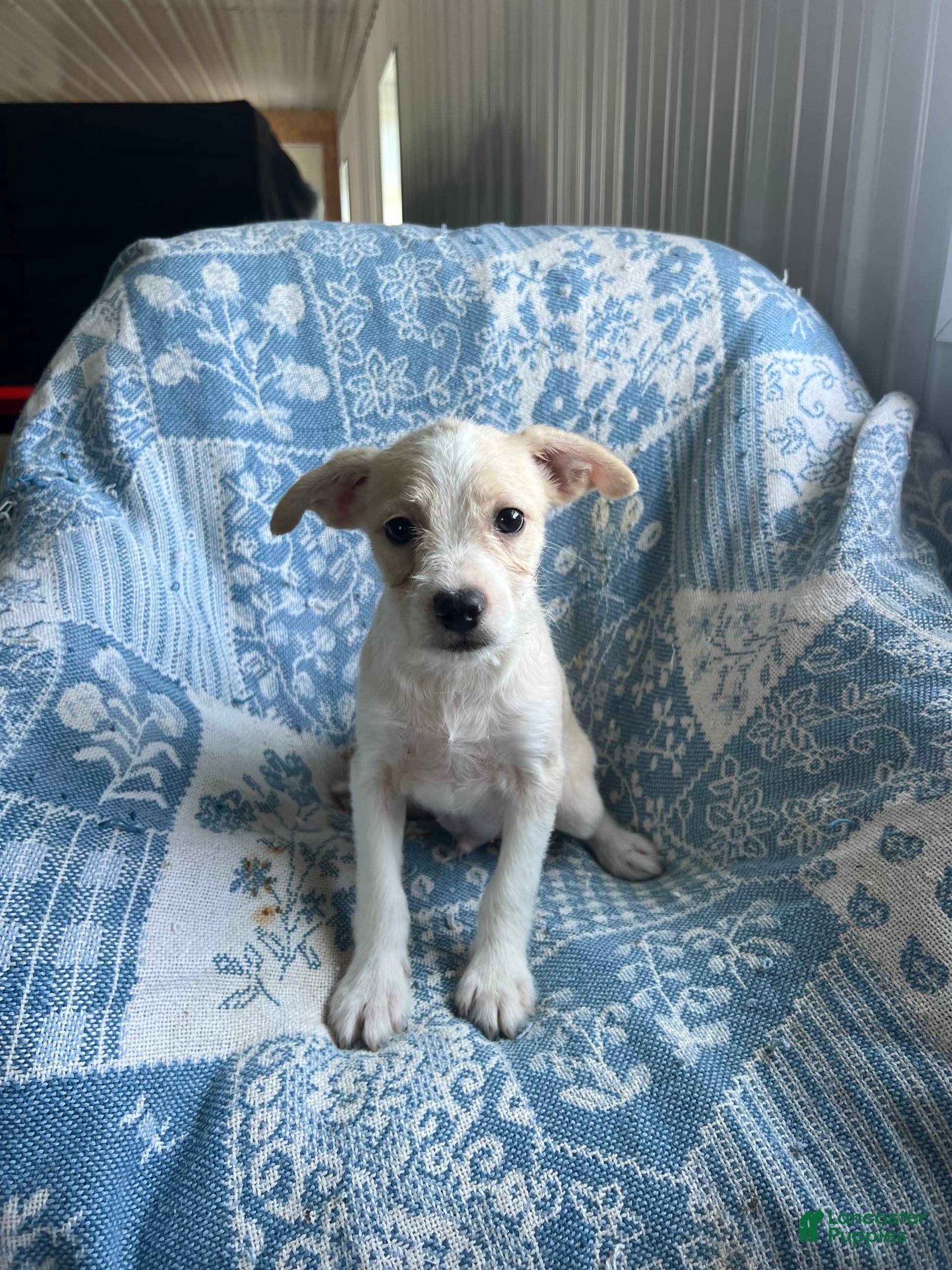 Chihuahua Metro Detroit Craigslist Pets Boston Terrier Puppies For