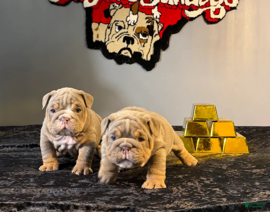 English Bulldog dogs for sale: English Bulldog Puppy 2 - Ad 6