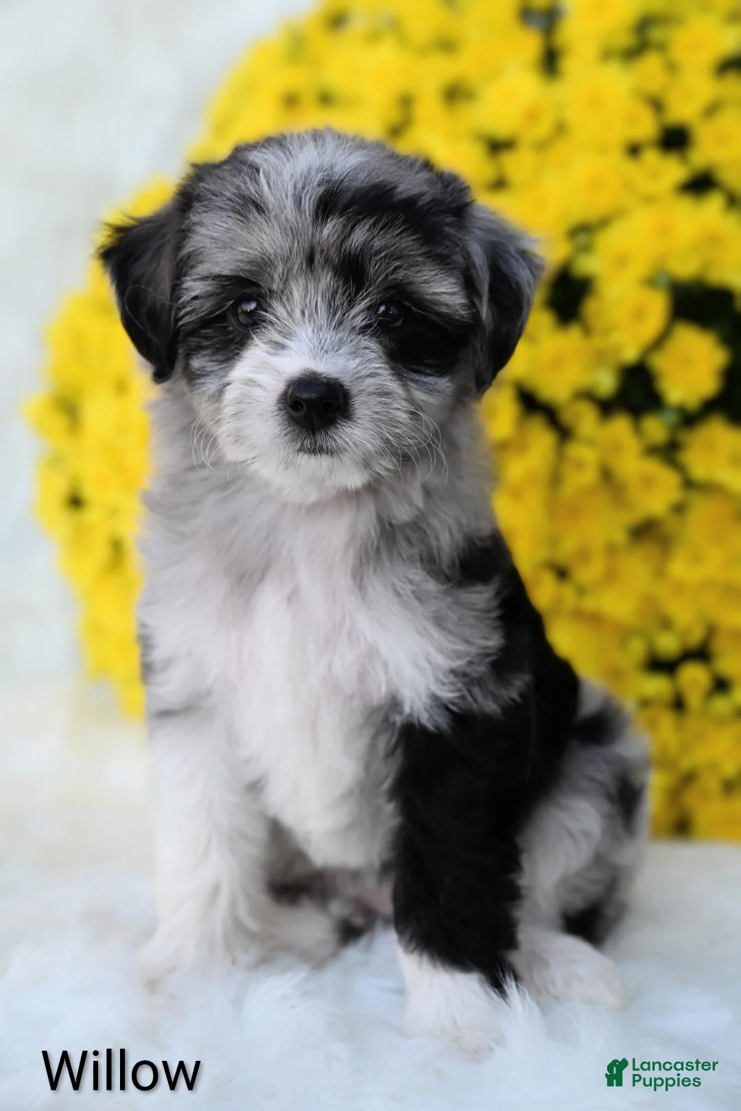 Mini Aussiedoodle dogs for sale: Willow - Ad 4