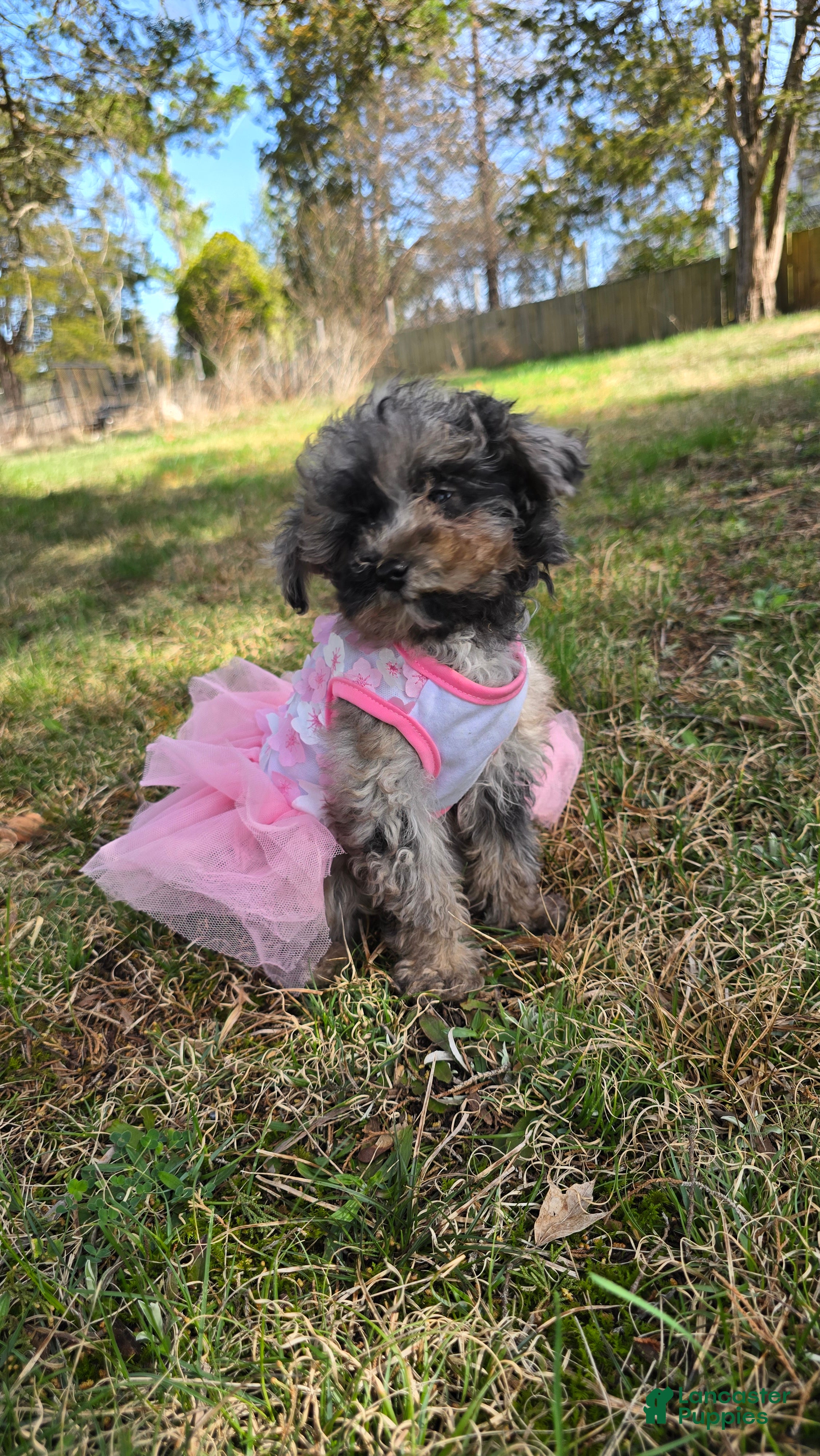 Toy Poodle dogs Jade - Ad 2