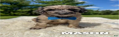Mason - Standard F1b