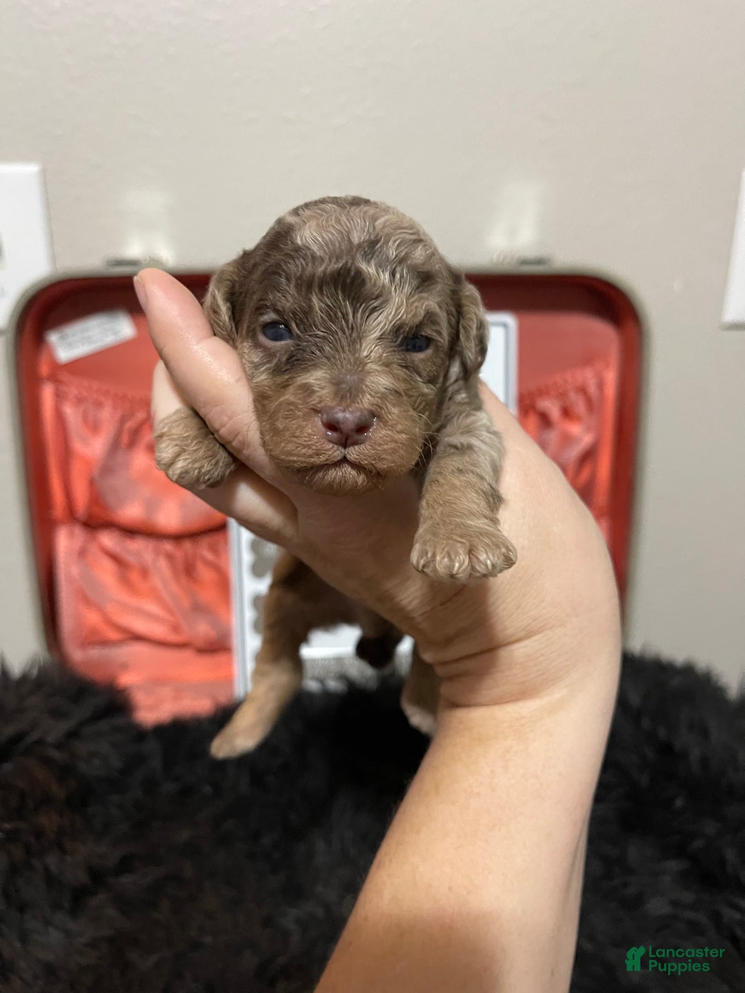 Miniature Poodle dogs for sale: Miniature Poodle Puppy 1 - Ad 20