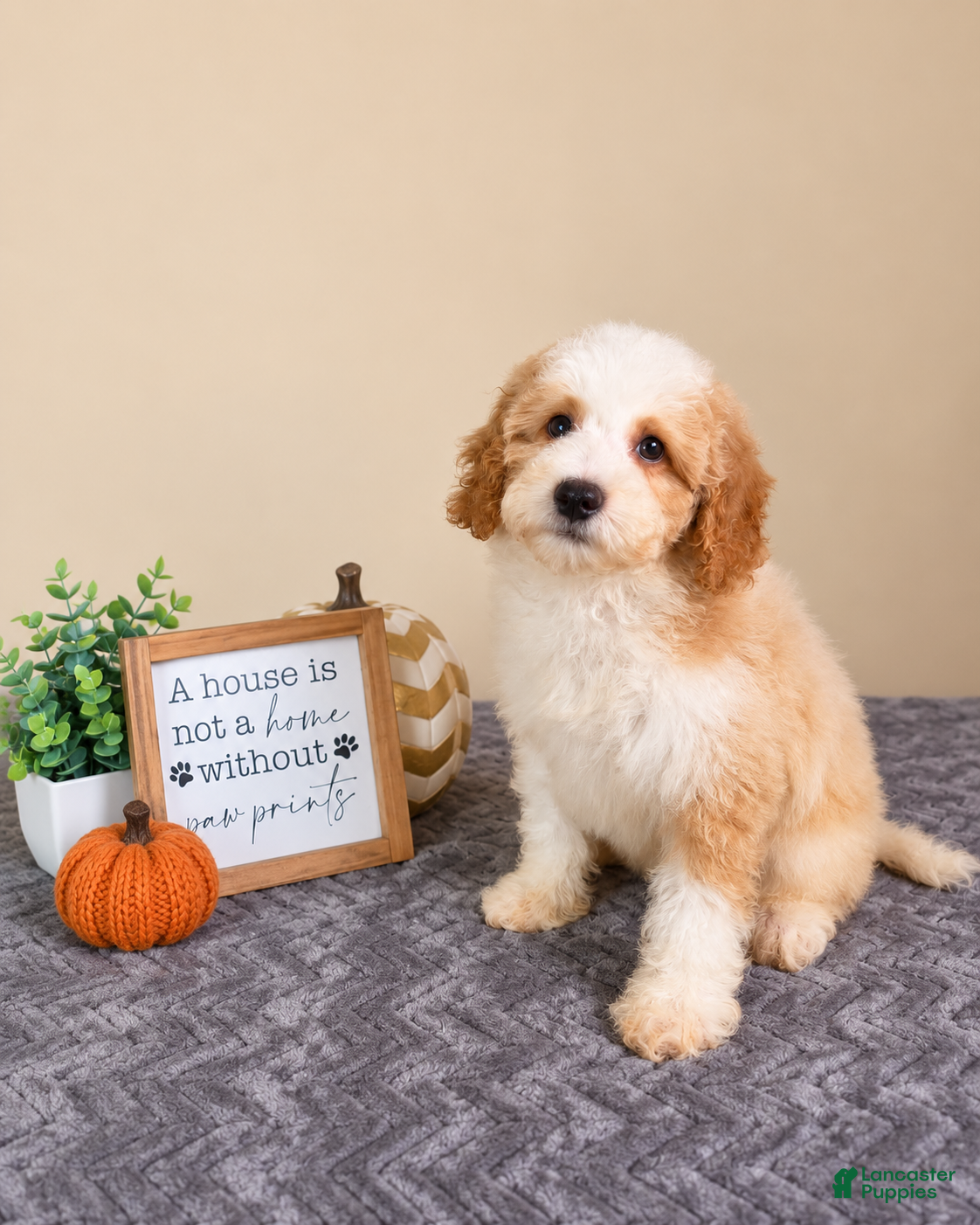 Mini Goldendoodle dogs Mac - Ad 7