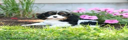 Cavalier King Charles Spaniel dogs for sale: Bingley - Ad 4