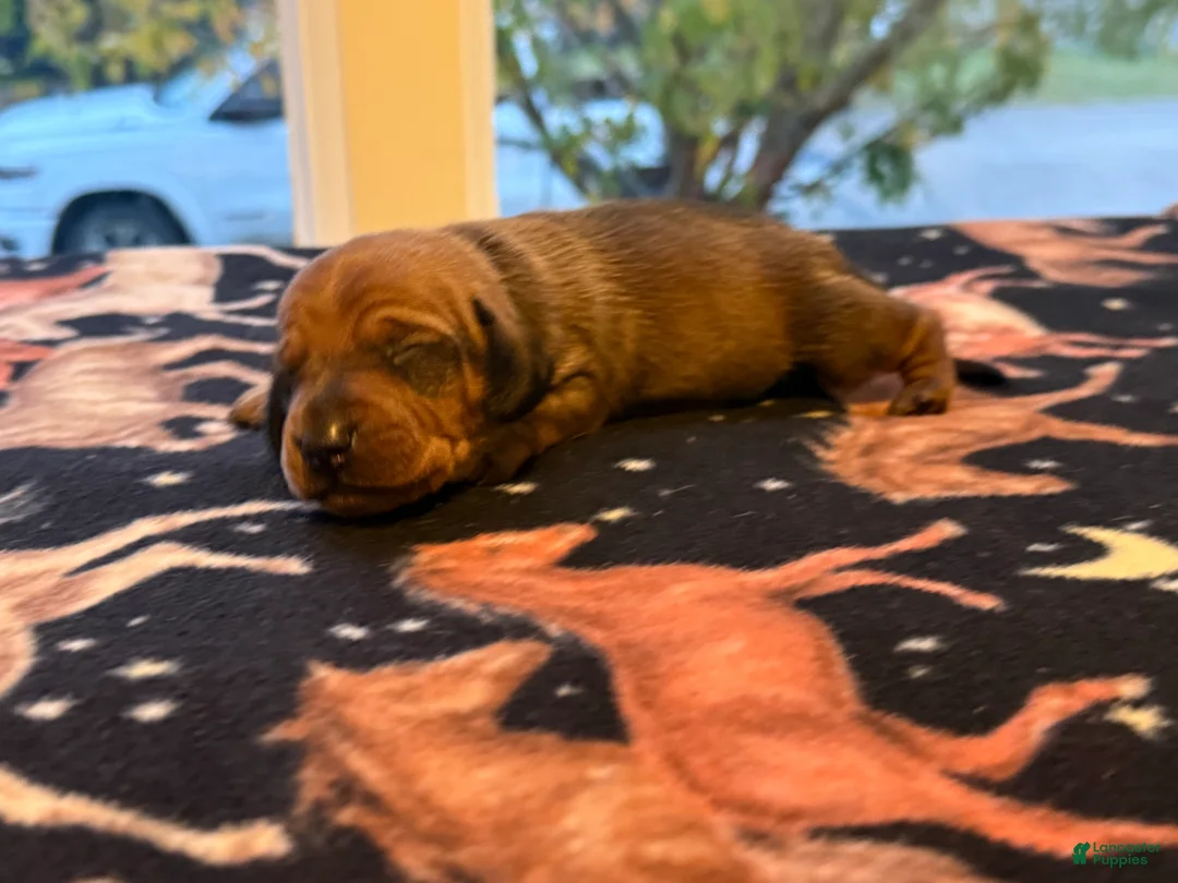 Dachshund dogs for sale: Dakota - Ad 1