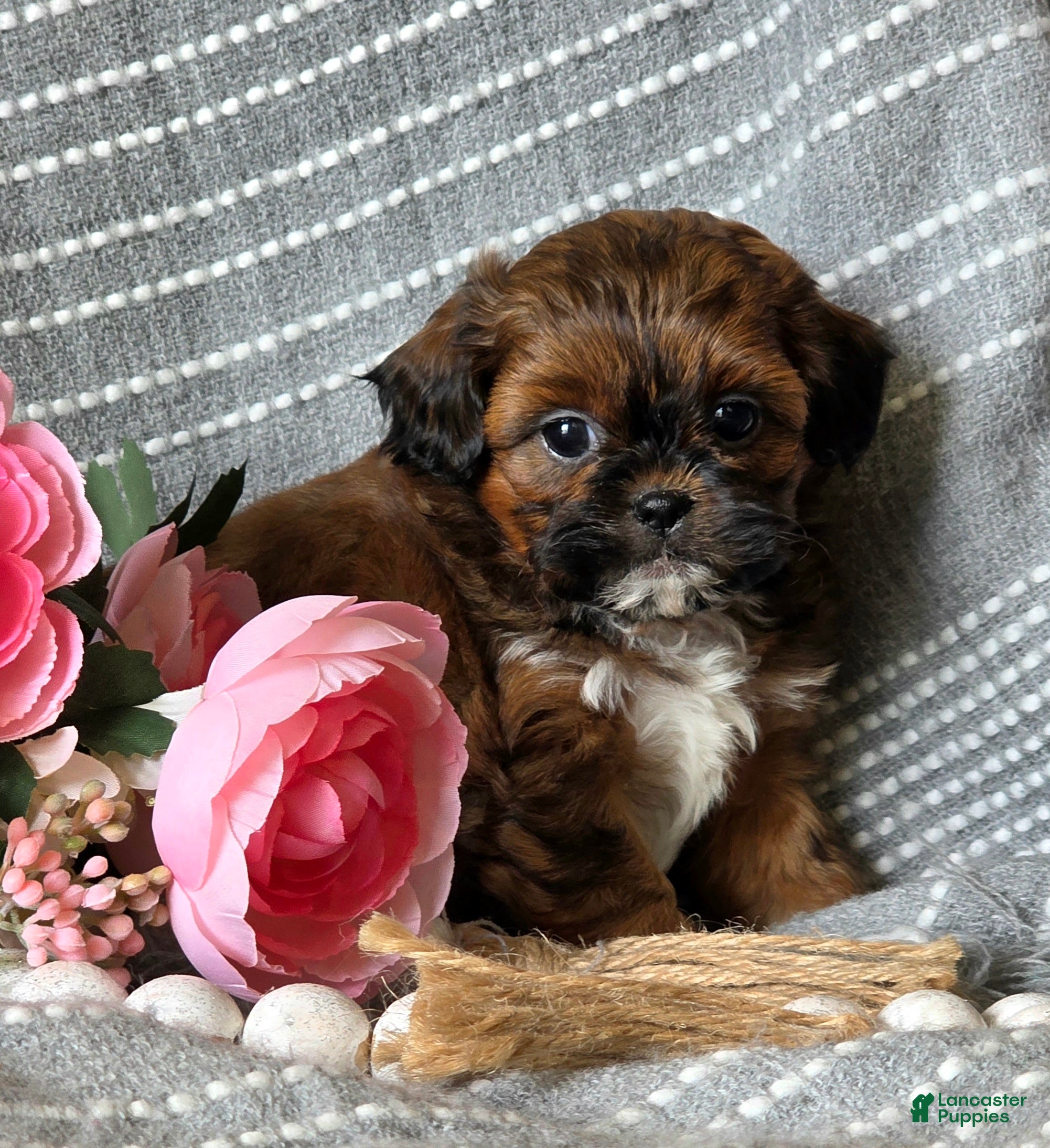 Shihpoo dogs Barbie - Ad 1