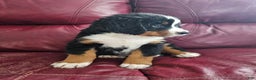 Bernese Mountain Dog dogs for sale: Bernese Mountain Dog Puppy 2 - Ad 2