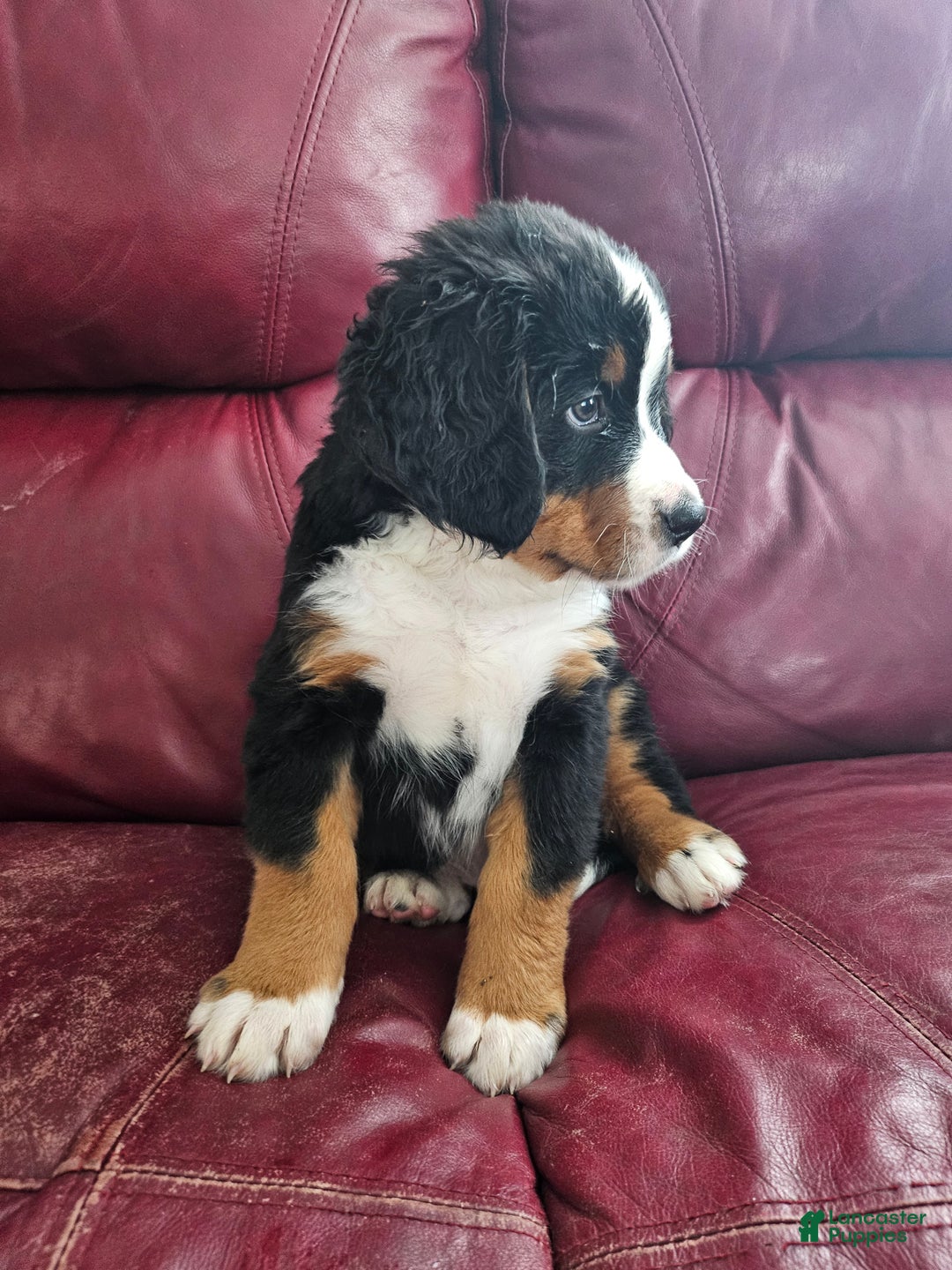 Bernese Mountain Dog dogs for sale: Bernese Mountain Dog Puppy 2 - Ad 2