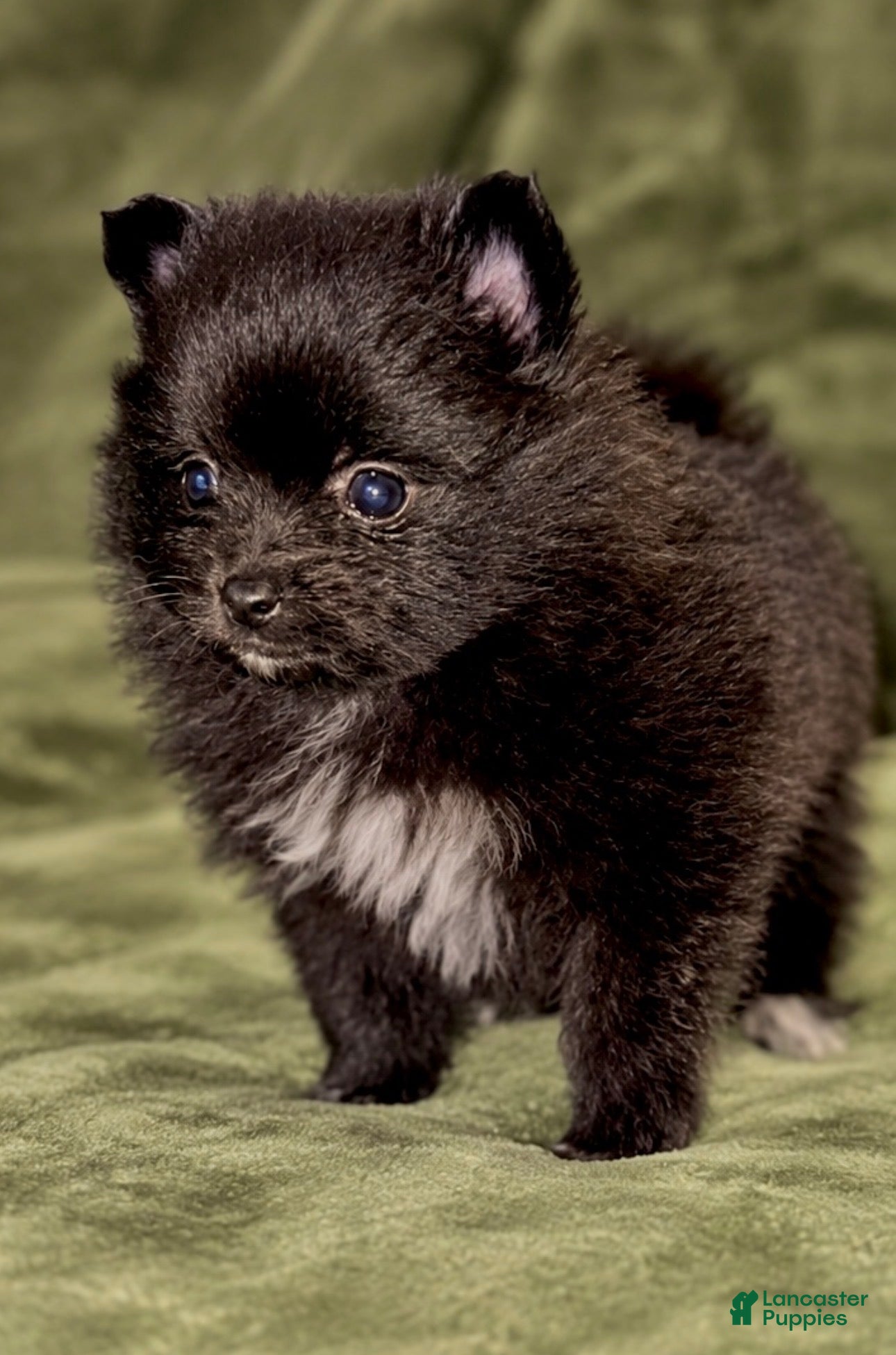 Pomeranian dogs Pepper - Ad 1