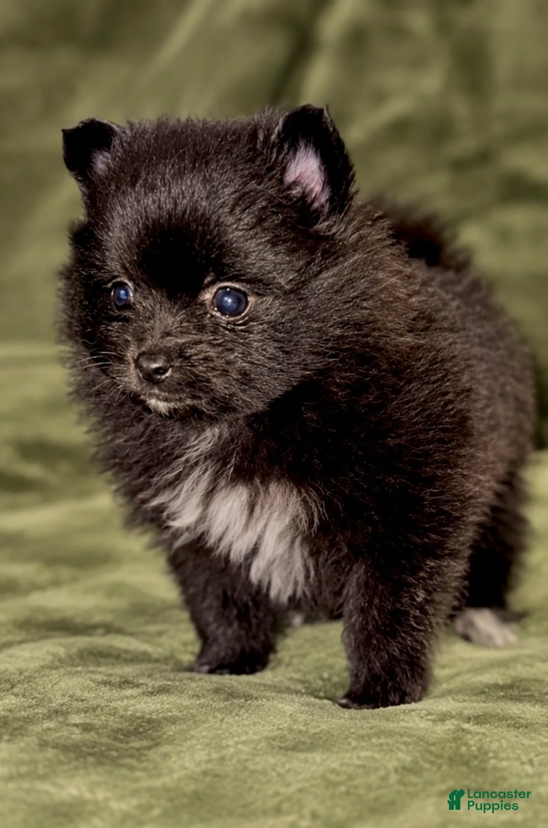 Pomeranian dogs for sale: Pepper - Ad 1