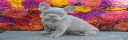 French Bulldog dogs for sale: Clara - Ad 3