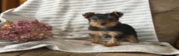 Yorkshire Terrier dogs for sale: Yorkshire Terrier Puppy 1 - Ad 3