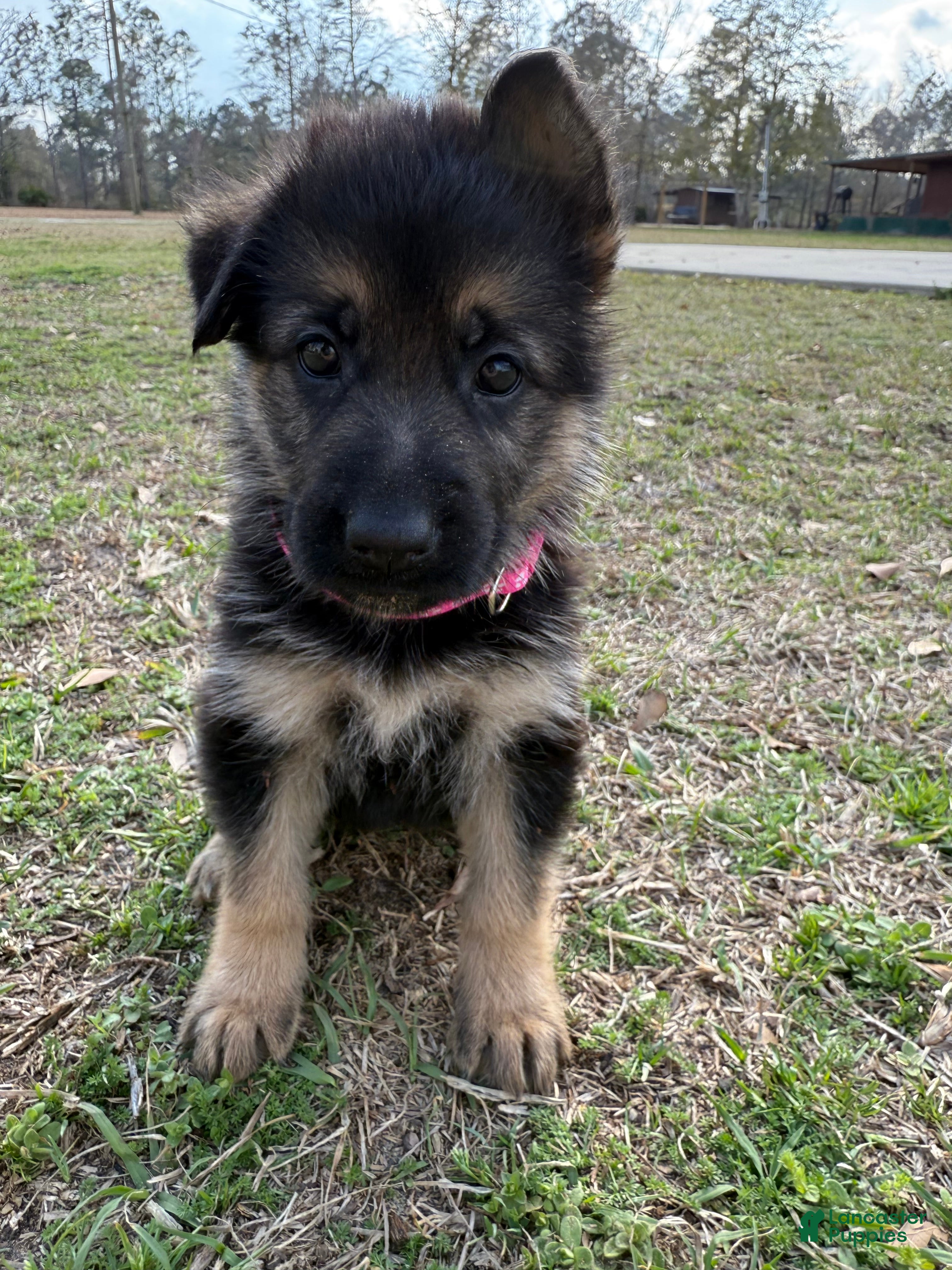 German Shepherd dogs Faith - Ad 17