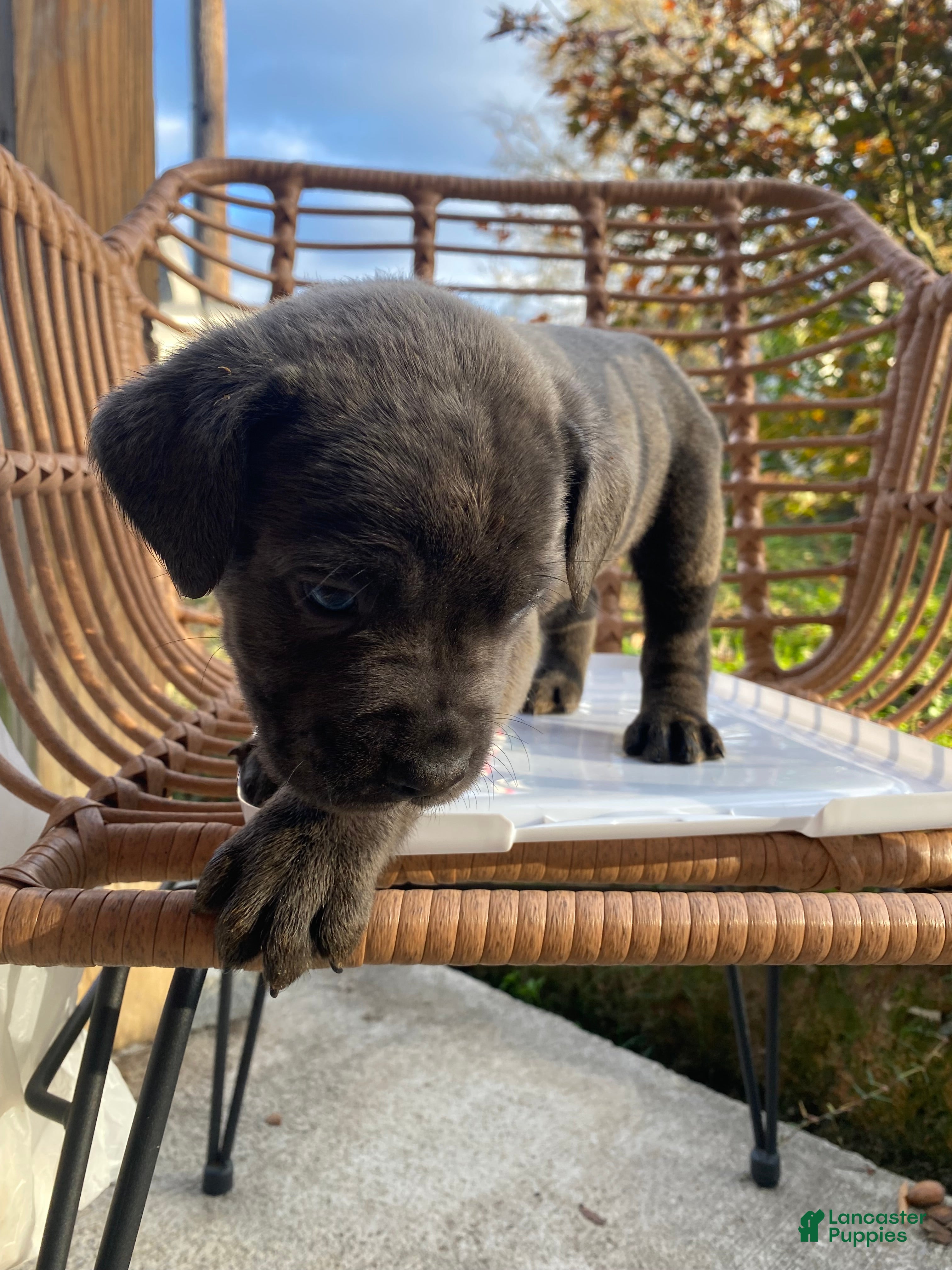 Cane Corso dogs Cane Corso Puppy 1 - Ad 18