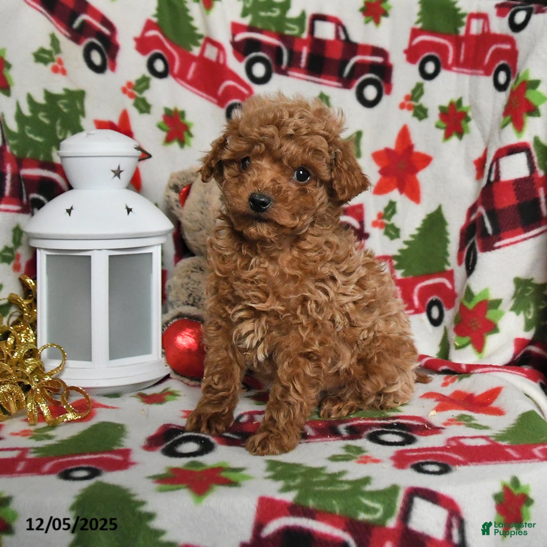 Toy Poodle dogs for sale: Dancer - Ad 2