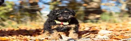 Miniature Poodle dogs for sale: Sterling (AKC) - Ad 7