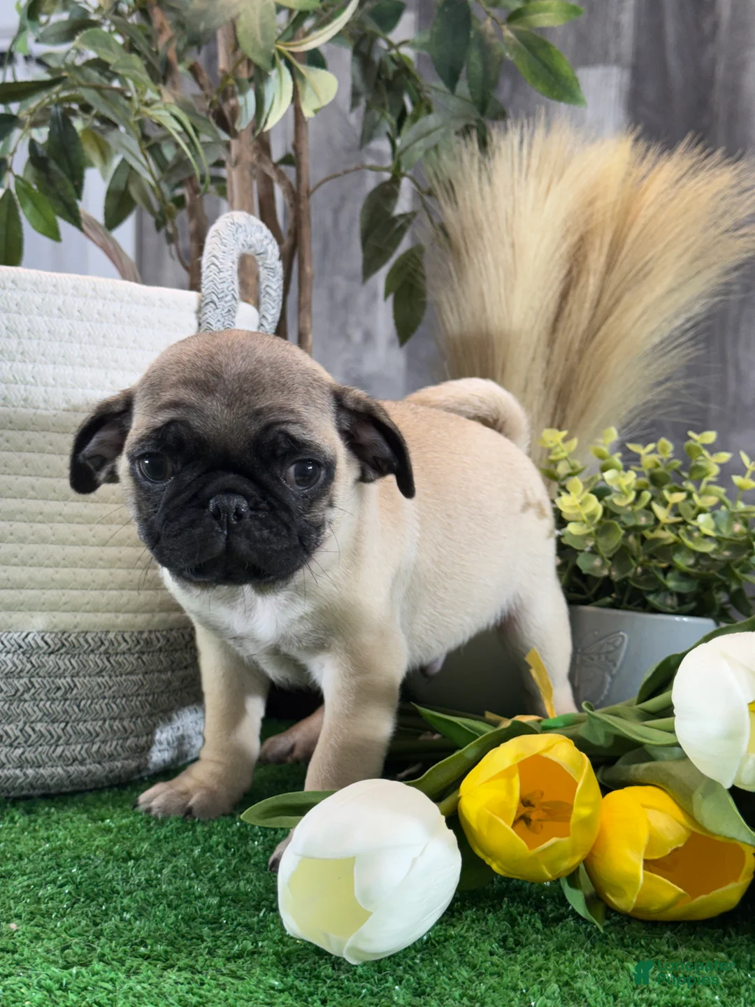 Pug dogs for sale: Pluto - Ad 2
