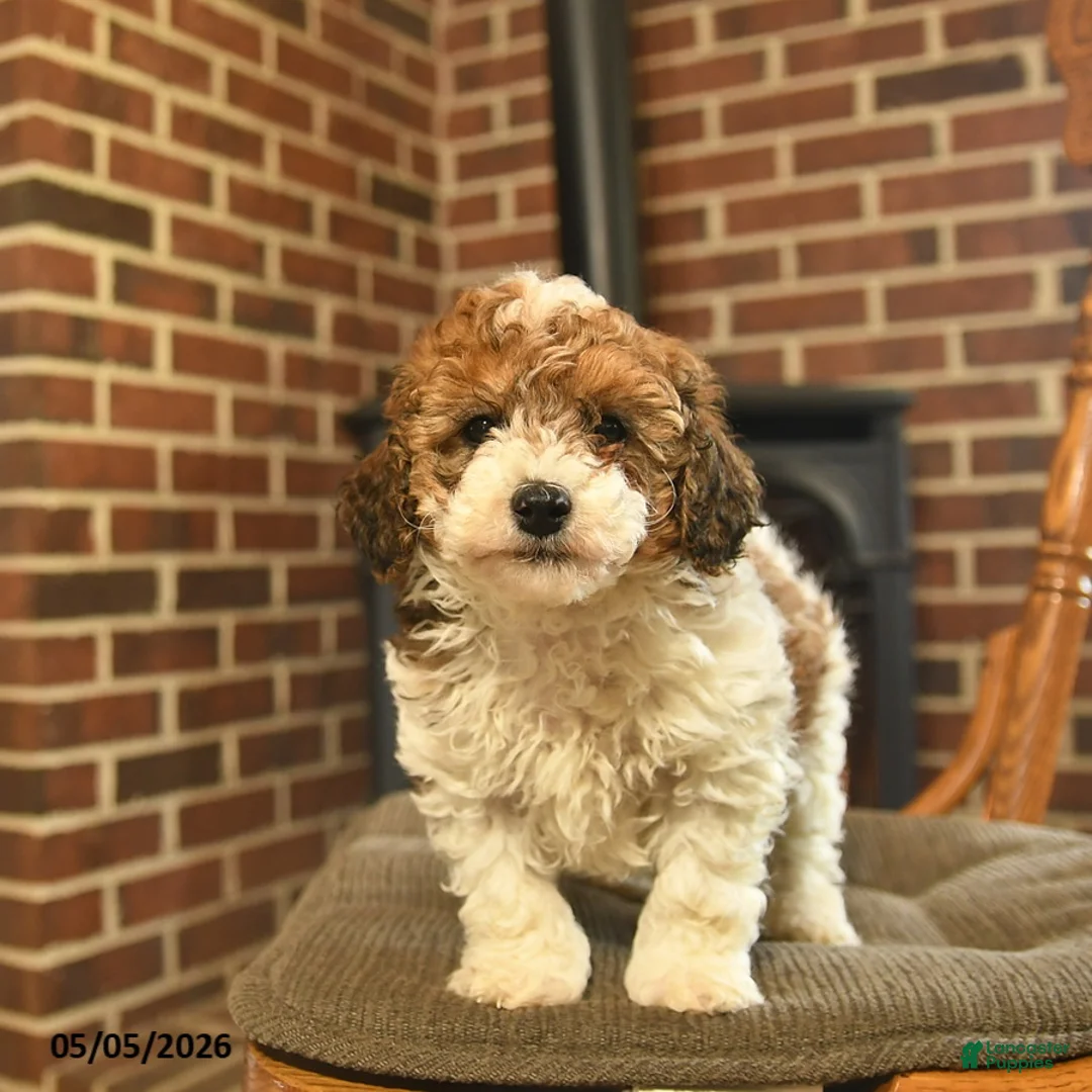 Toy Poodle dogs for sale: Jimmy - Ad 1