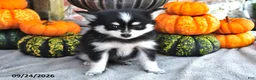 Pomsky dogs for sale: Teddy - Ad 3