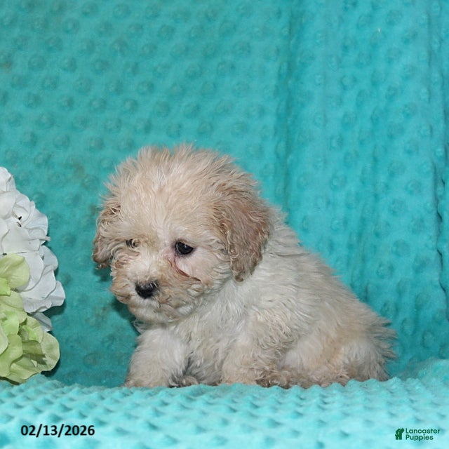 Bichpoo dogs Tulip - Ad 2
