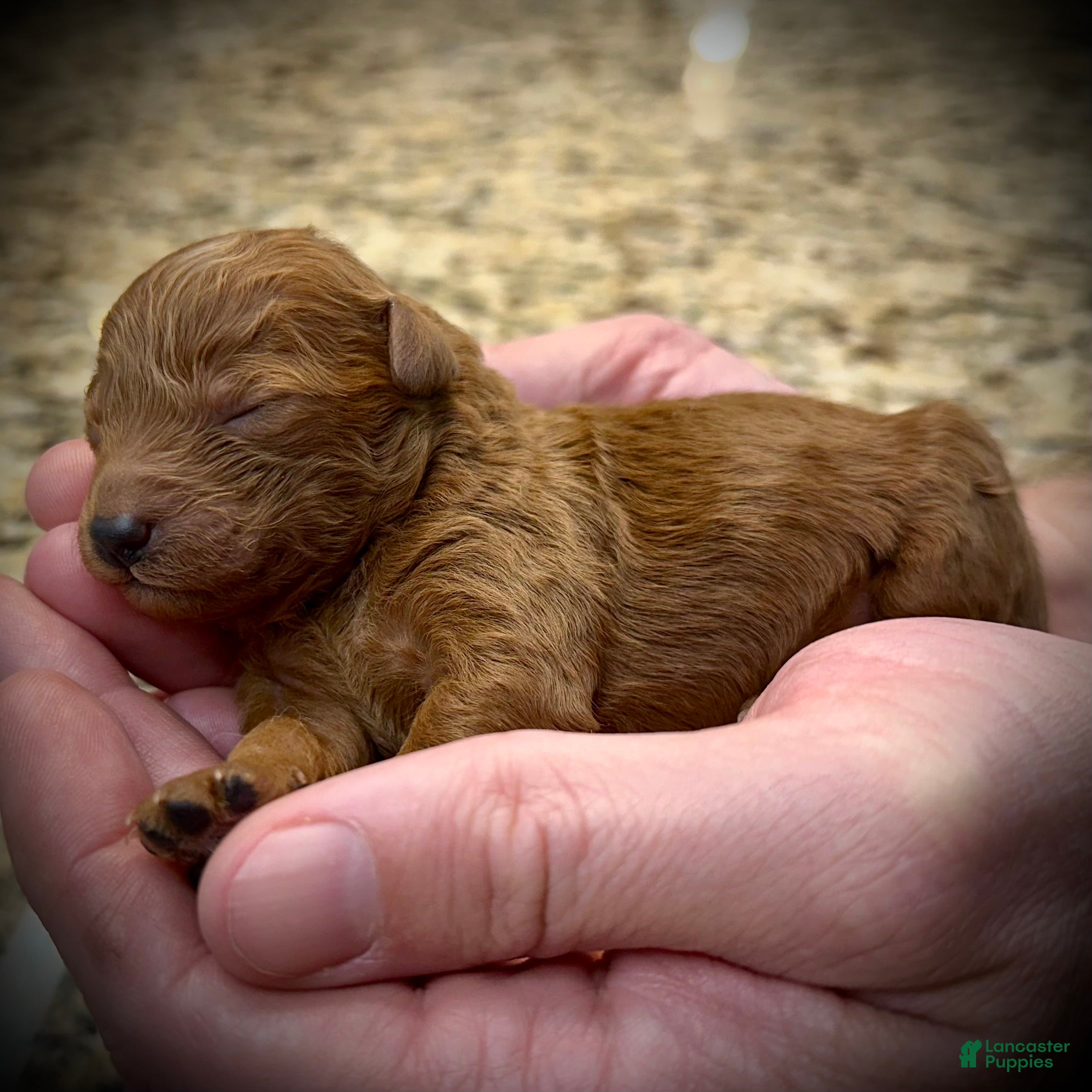 Miniature Poodle dogs Colby - Ad 10