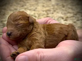 Miniature Poodle dogs Colby - Ad 10