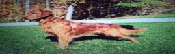 Golden Retriever dogs for sale: Andre - Ad 11