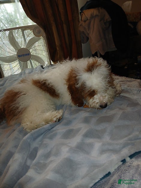 Other breed dogs smokey - Ad 1