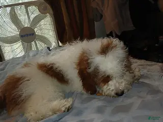 Other breed dogs smokey - Ad 1