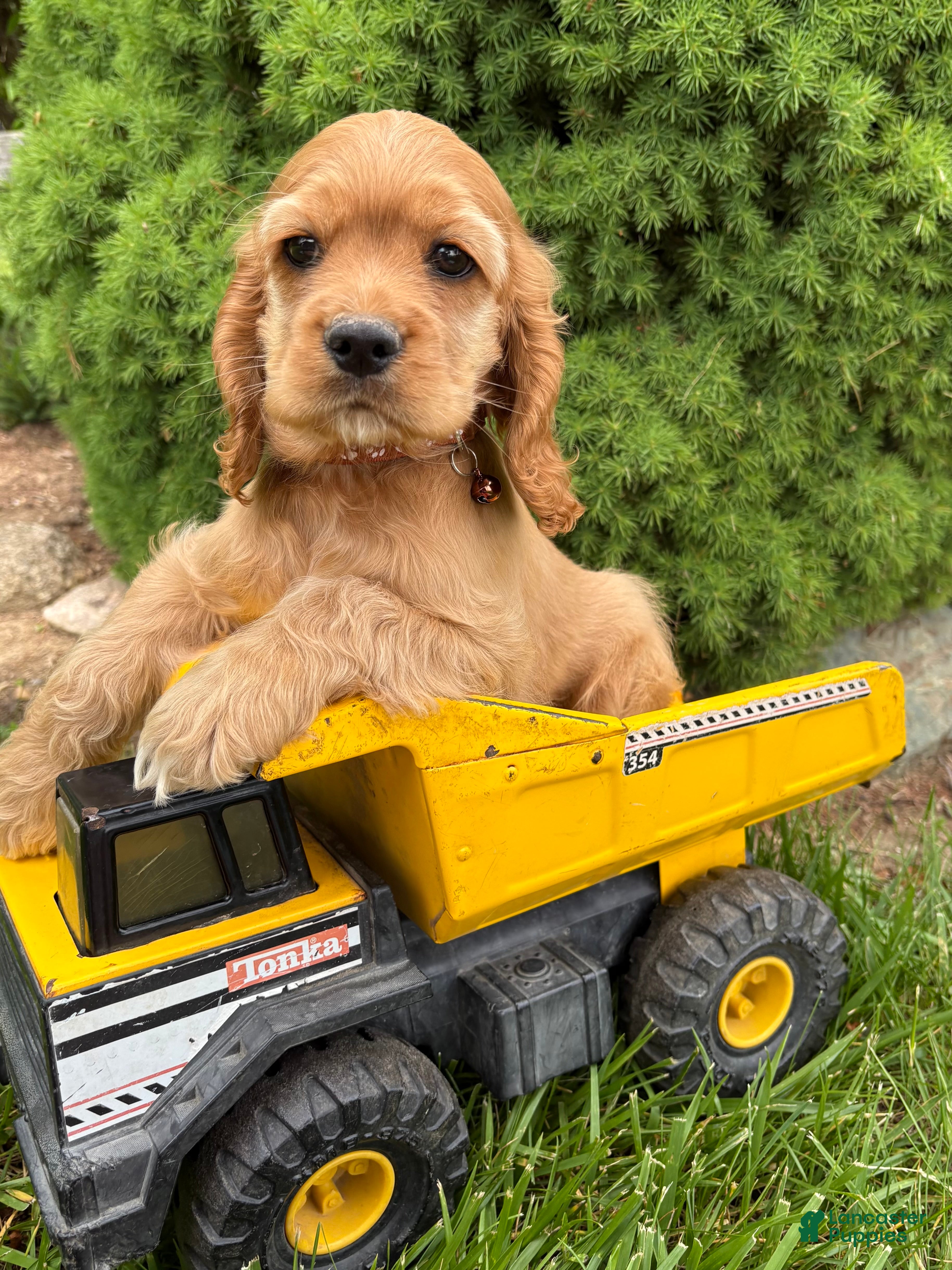 Cocker Spaniel dogs Jasper - Ad 1