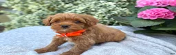 Toy Poodle dogs for sale: Patrick - Ad 10