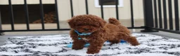 Toy Poodle dogs for sale: Abaro - Ad 4