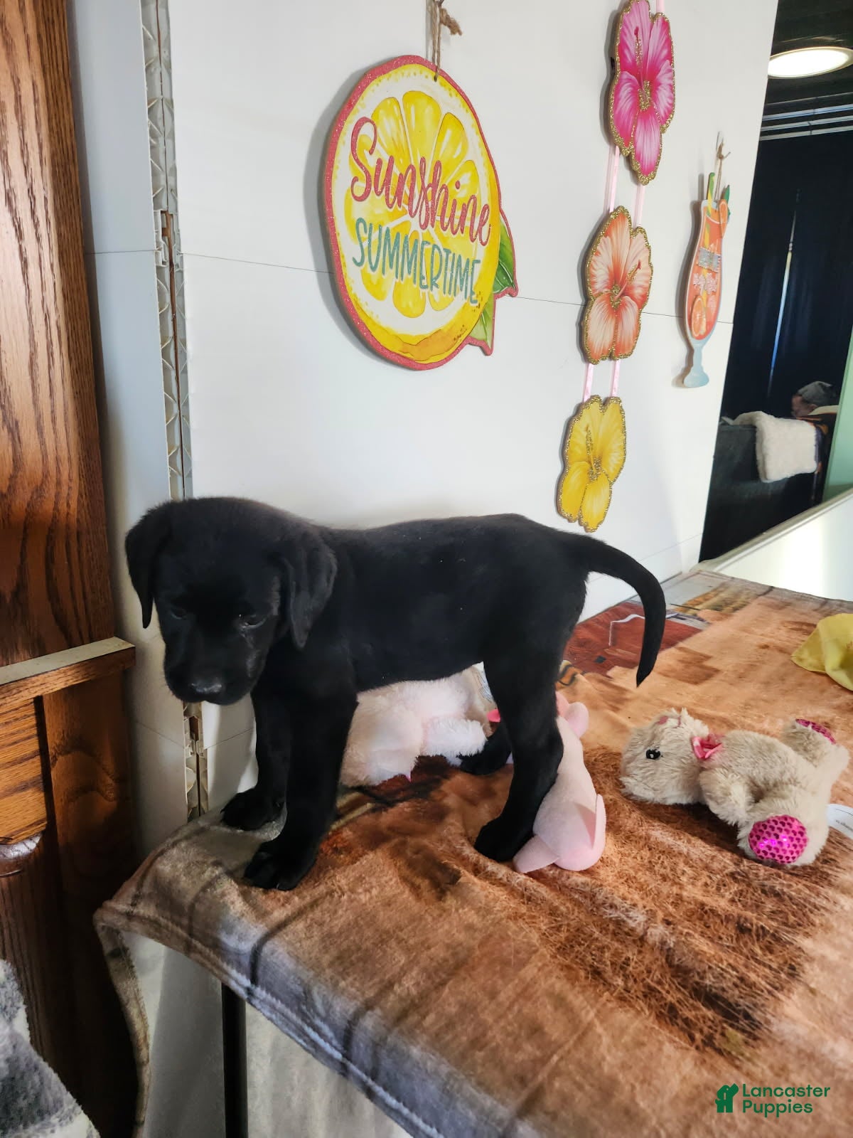 Labrador Retriever dogs Clarie - Ad 2