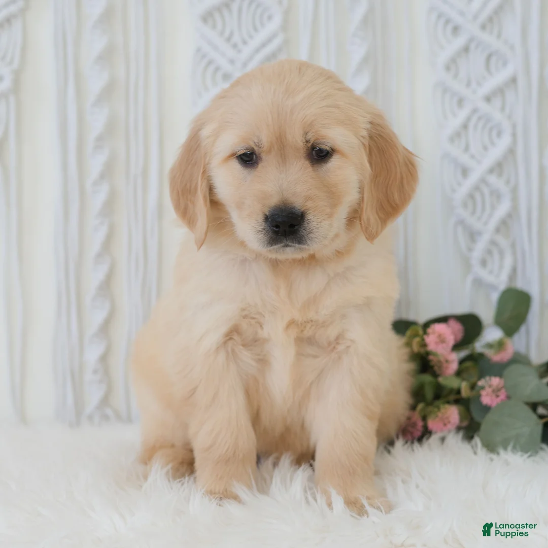 Golden Retriever dogs for sale: Jasmine  - Ad 2