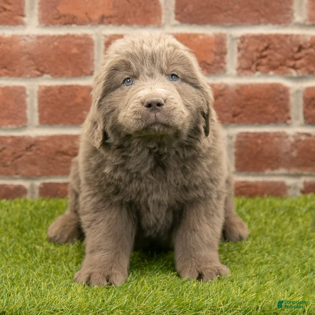Newfoundland dogs for sale: Betty - Ad 3