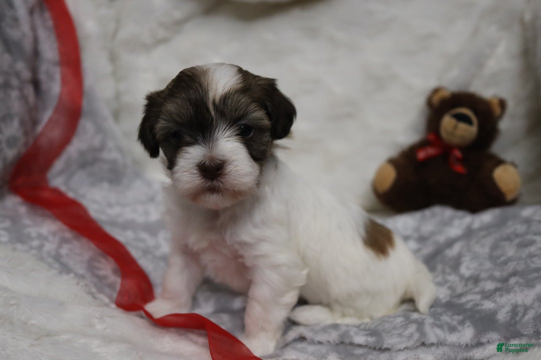 Havanese dogs for sale: Sugar Bun - Ad 1