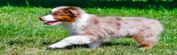 Miniature Australian Shepherd dogs for sale: Noah - Ad 13