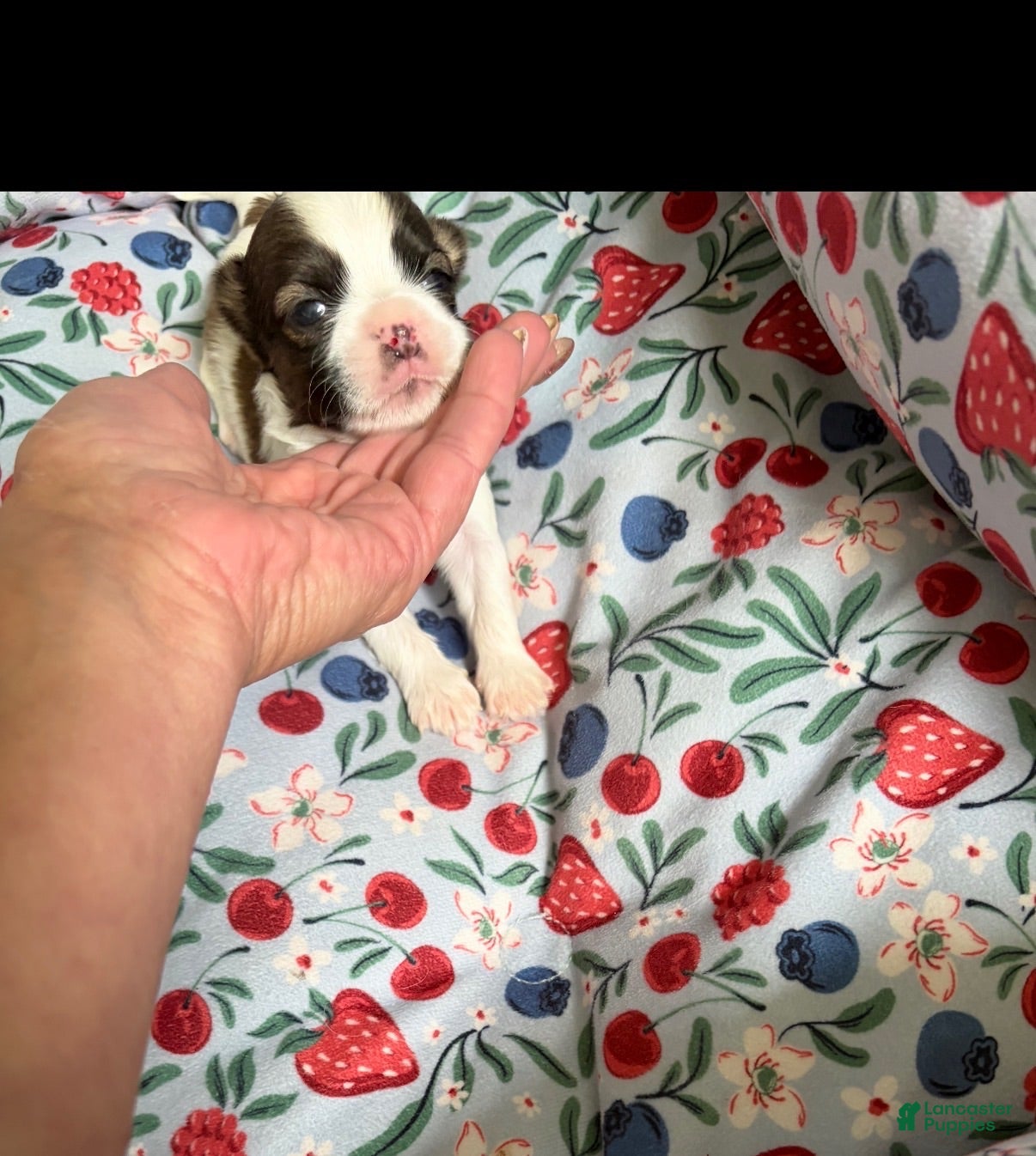 Shorkie dogs Shorkie 5 - Ad 41