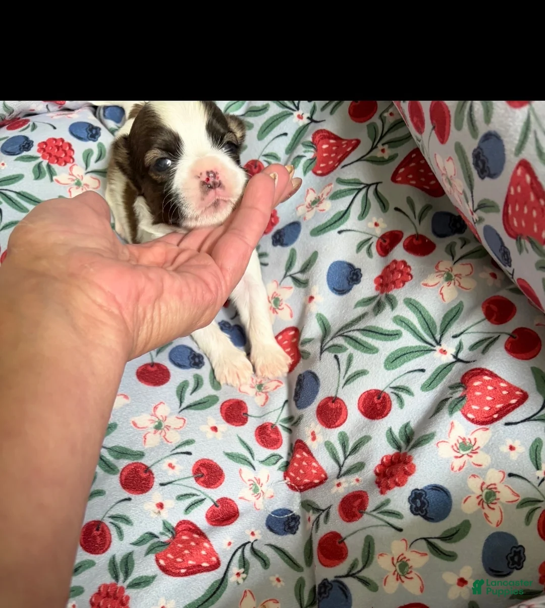Shorkie dogs for sale: Shorkie 5 - Ad 1