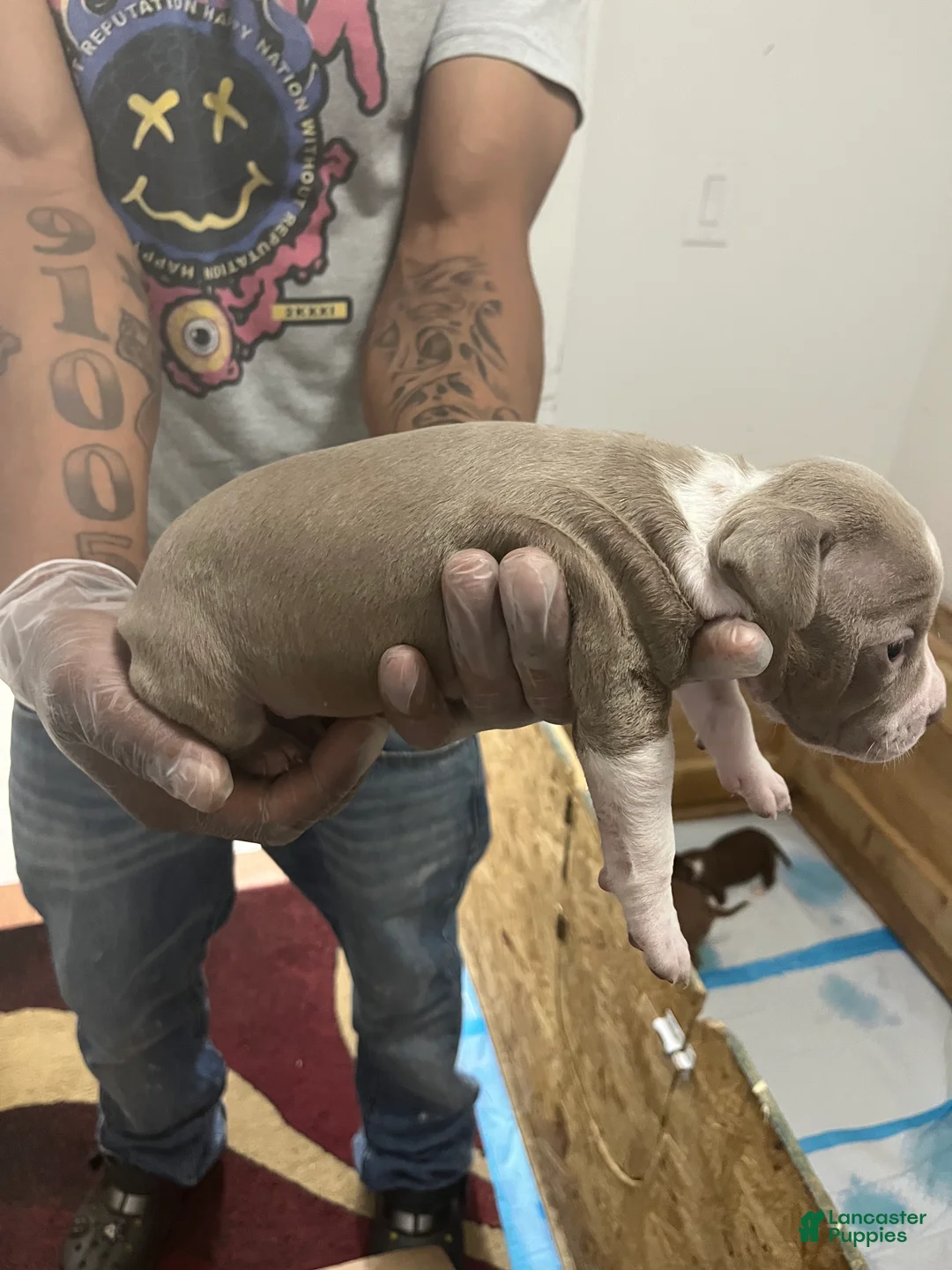 American Pit Bull Terrier dogs for sale: American Pit Bull Terrier 6 - Ad 2