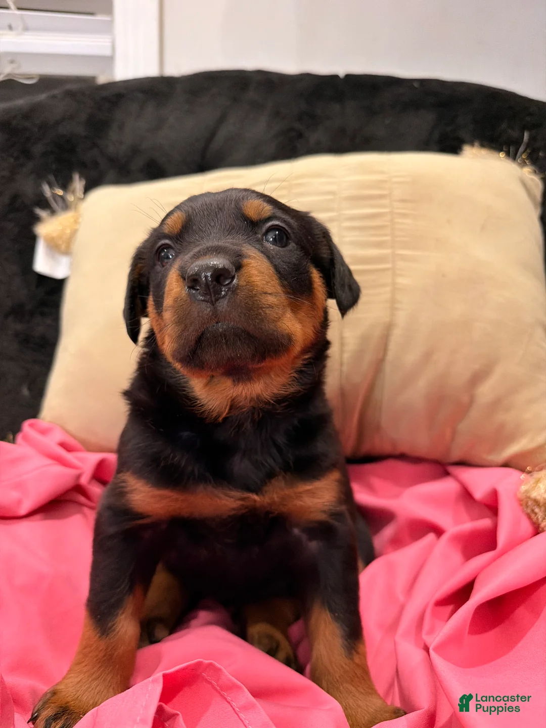 Rottweiler dogs for sale: Rottweiler Puppy 1 - Ad 16