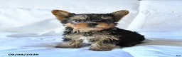 Yorkshire Terrier dogs for sale: Blitz  - Ad 2