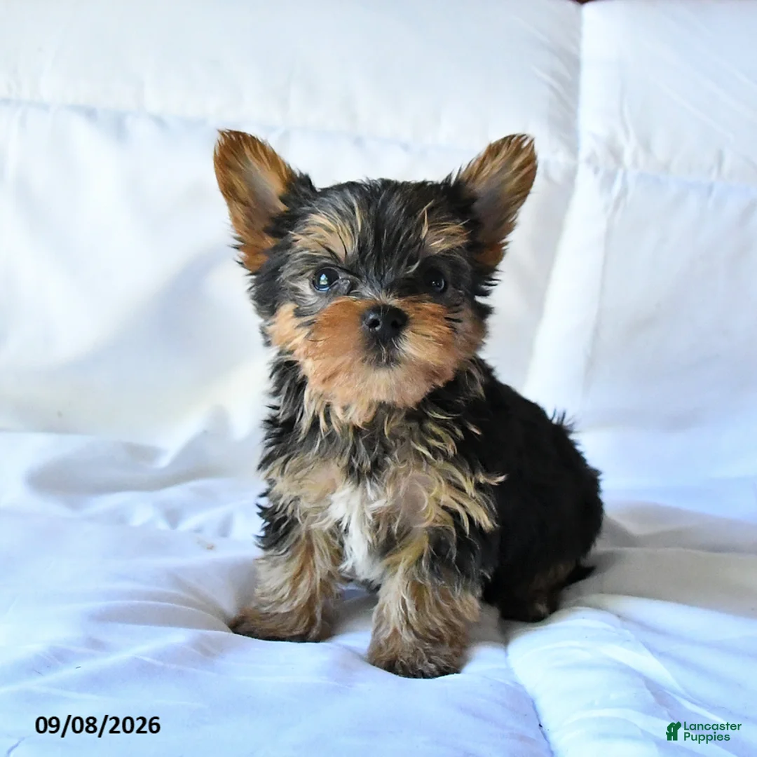 Yorkshire Terrier dogs for sale: Blitz  - Ad 2