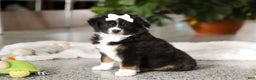 Miniature Australian Shepherd dogs for sale: Twila - Ad 4