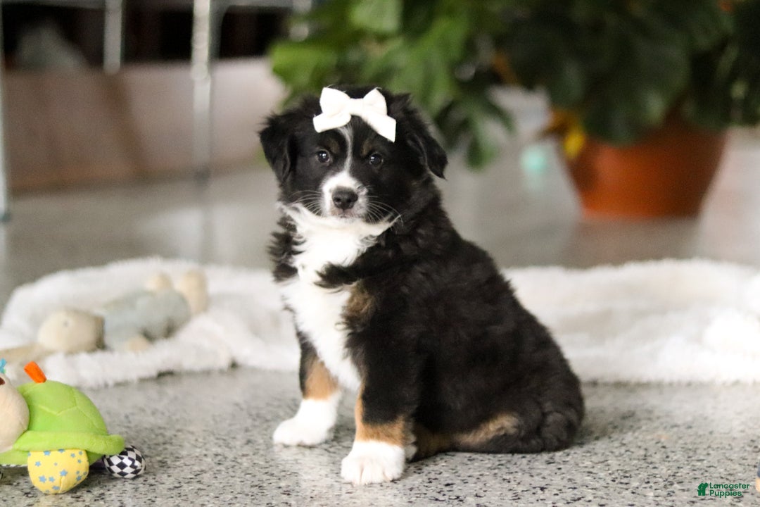 Miniature Australian Shepherd dogs for sale: Twila - Ad 4
