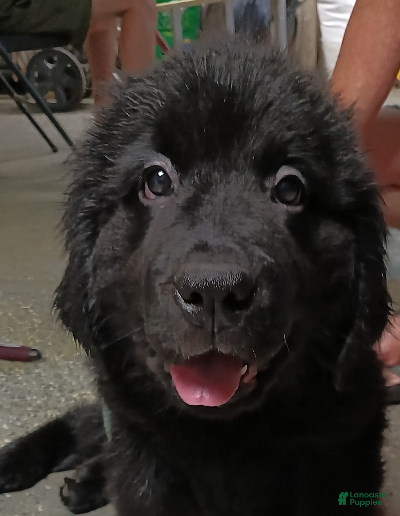 Newfoundland dogs Remi - Ad 2