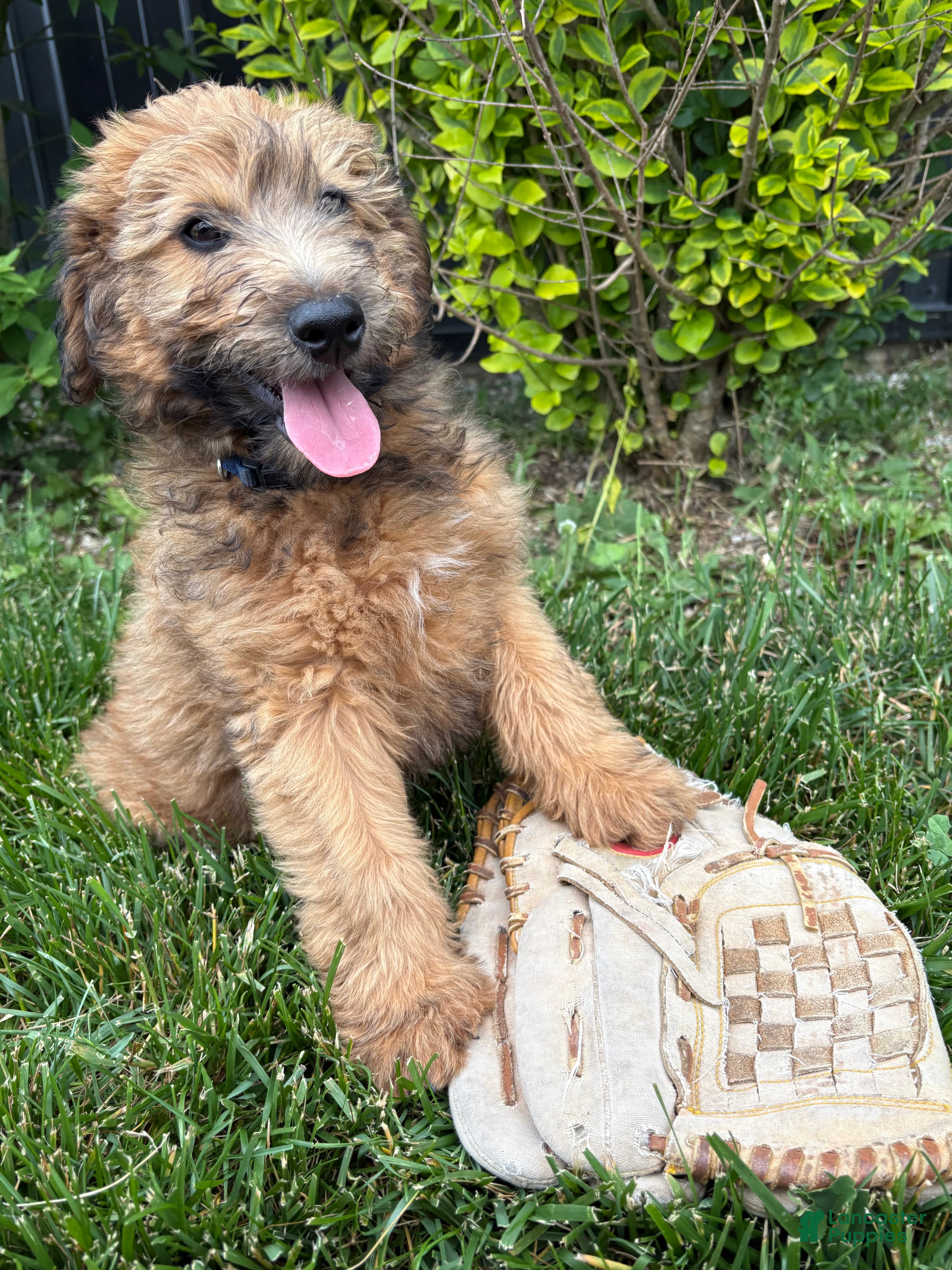 Whoodle dogs Dominic - Ad 1