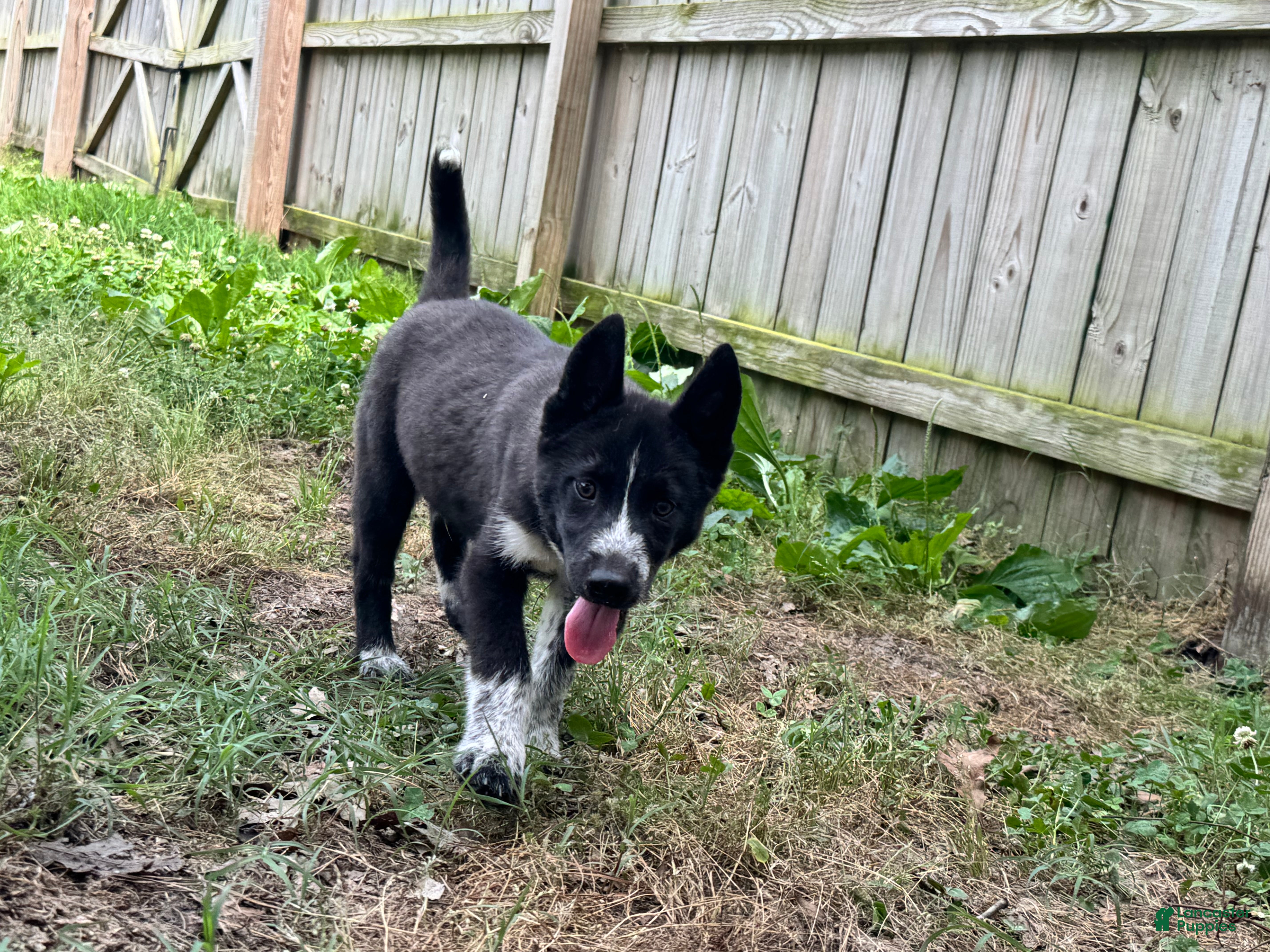 Siberian Husky dogs Klaus - Ad 34