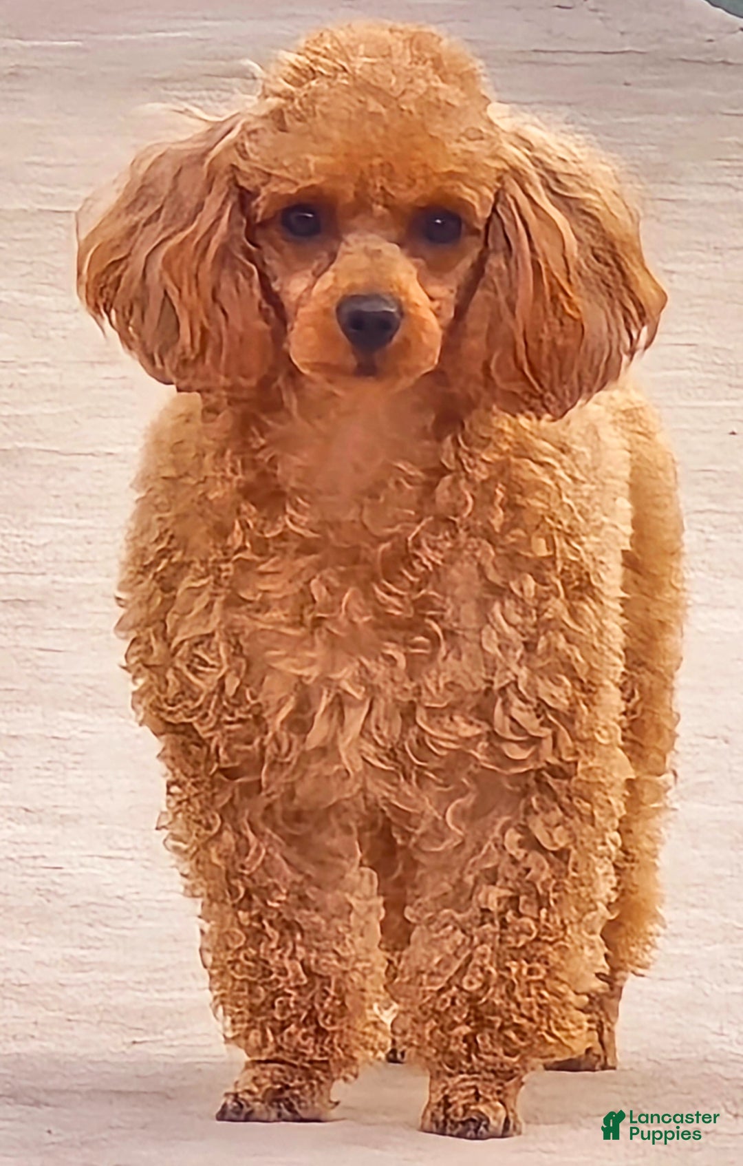 Toy Poodle dogs for sale: Cocoa - Ad 2