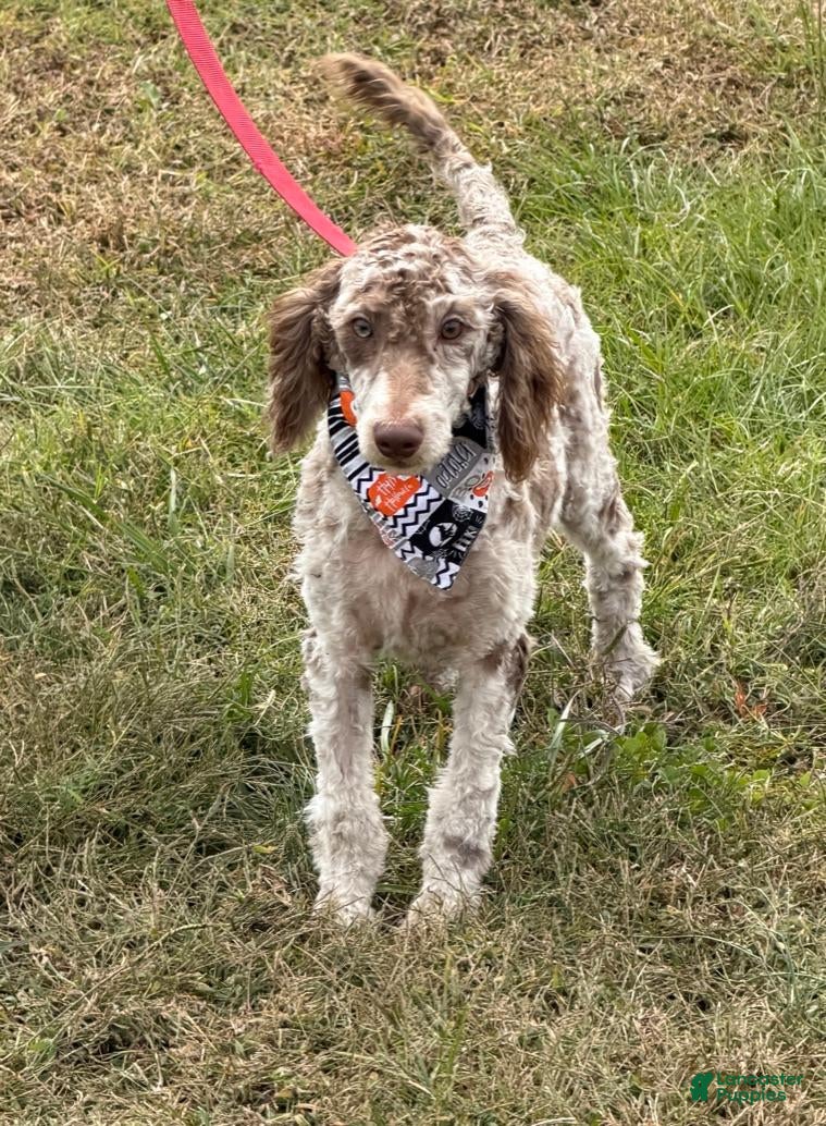 Miniature Labradoodle dogs for sale: Sally - Ad 37